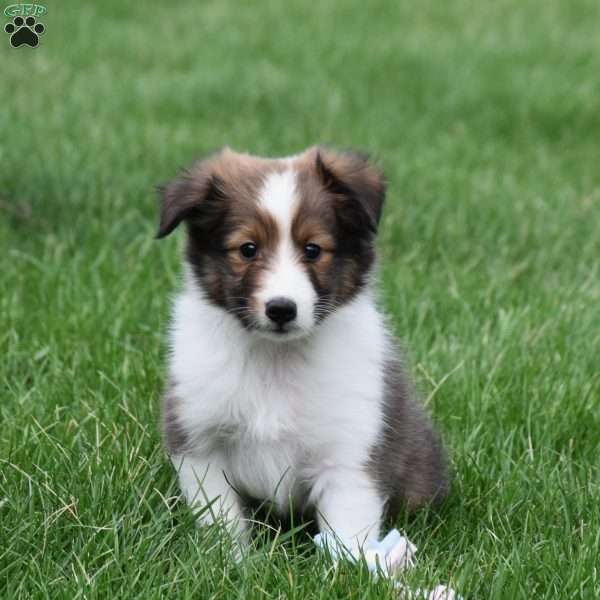Baxter, Sheltie Puppy